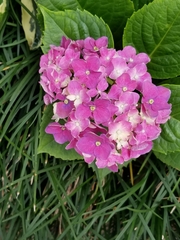 Hydrangea macrophylla