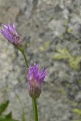 Allium brevistylum