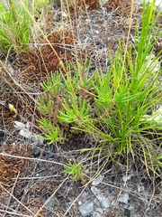 Phemeranthus mengesii