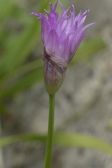 Allium brevistylum