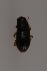 Pelonomus obscurus