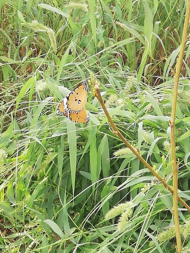 Plain Tiger Butterfly