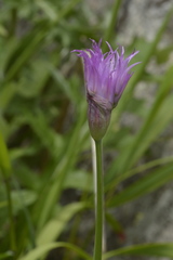 Allium brevistylum