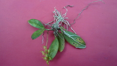 Notylia pubescens