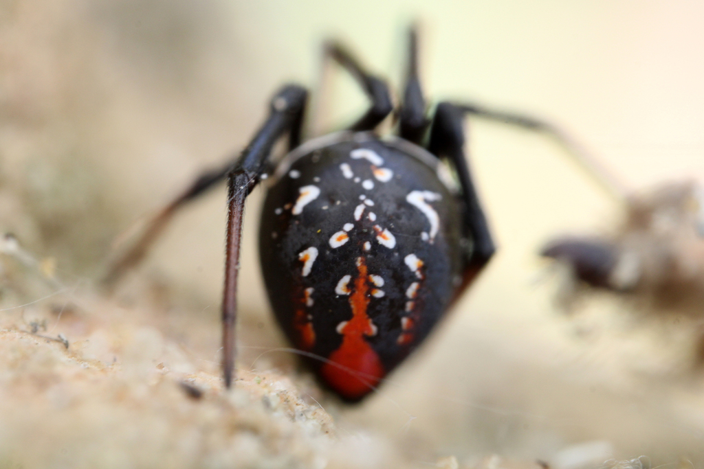 West Coast button spider