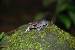 Leptobrachium hasseltii