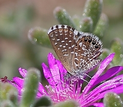 Brephidium metophis