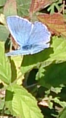 Polyommatus bellargus
