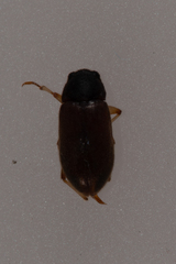 Pelonomus obscurus