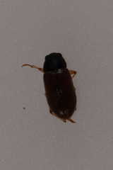 Pelonomus obscurus