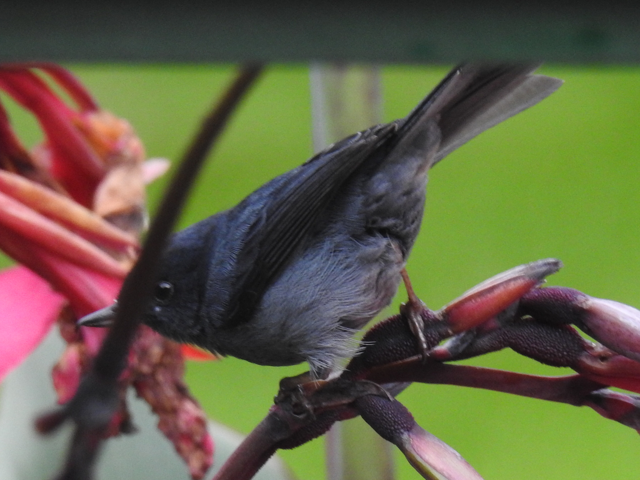 Slaty Flowerpiercer (Diglossa plumbea)