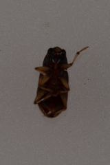 Pelonomus obscurus