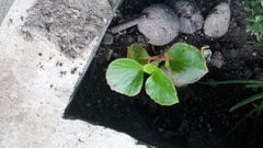 Actinidia