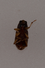 Pelonomus obscurus