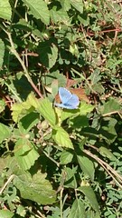 Polyommatus bellargus