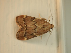 Hypsopygia intermedialis