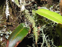 Moranopteris