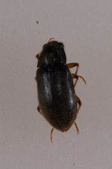 Pelonomus obscurus