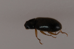 Pelonomus obscurus