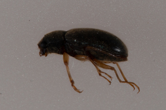 Pelonomus obscurus