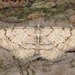 Aethalura punctulata - Photo (c) Richard,  זכויות יוצרים חלקיות (CC BY-NC)