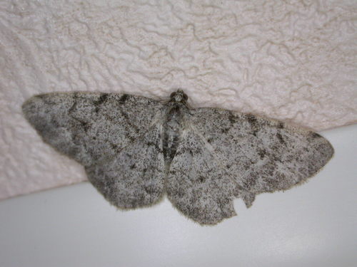 Grey Birch Moth