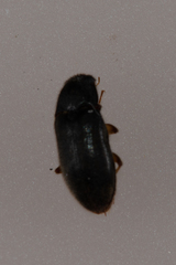 Pelonomus obscurus