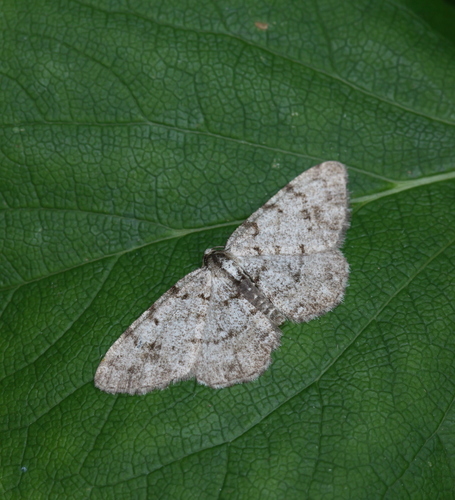 Grey Birch Moth