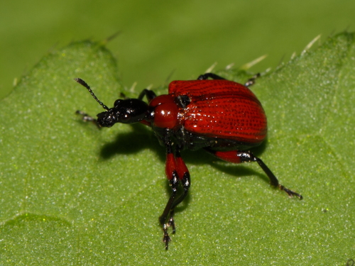 nosánik lieskový (Apoderus coryli)