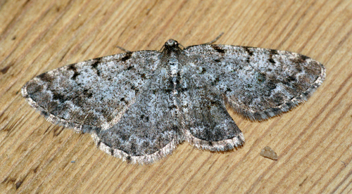 Grey Birch Moth