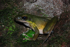 Odorrana hosii