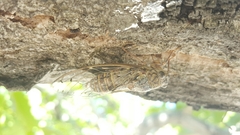 Cicada cretensis