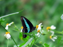 Graphium sarpedon connectens