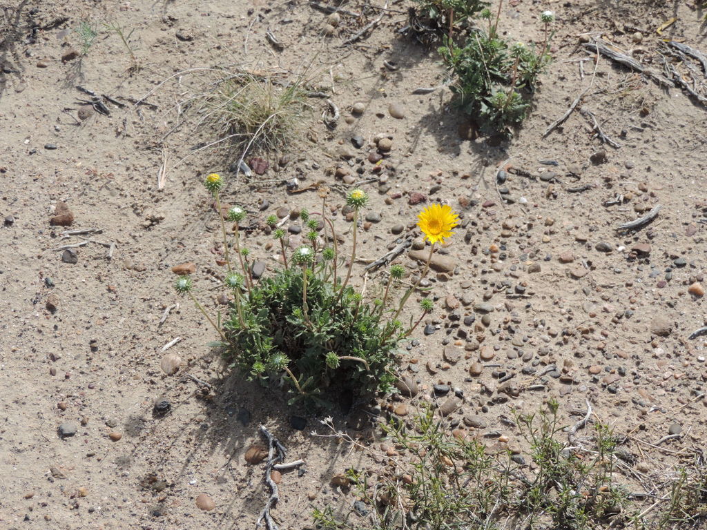Grindelia patagonica