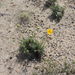 Grindelia patagonica - Photo (c) lucapassalacqua, some rights reserved (CC BY-NC)