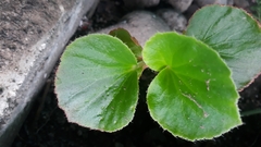 Actinidia
