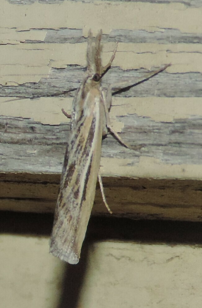 Woolly Grass-veneer Moth
