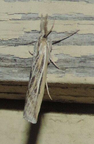 Woolly Grass-veneer Moth