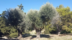 Olea europaea europaea