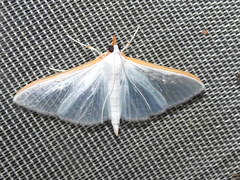 Diaphania glauculalis
