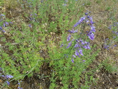 Teucrium orientale