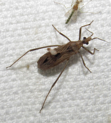 Narvesus carolinensis