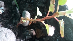 Actinidia