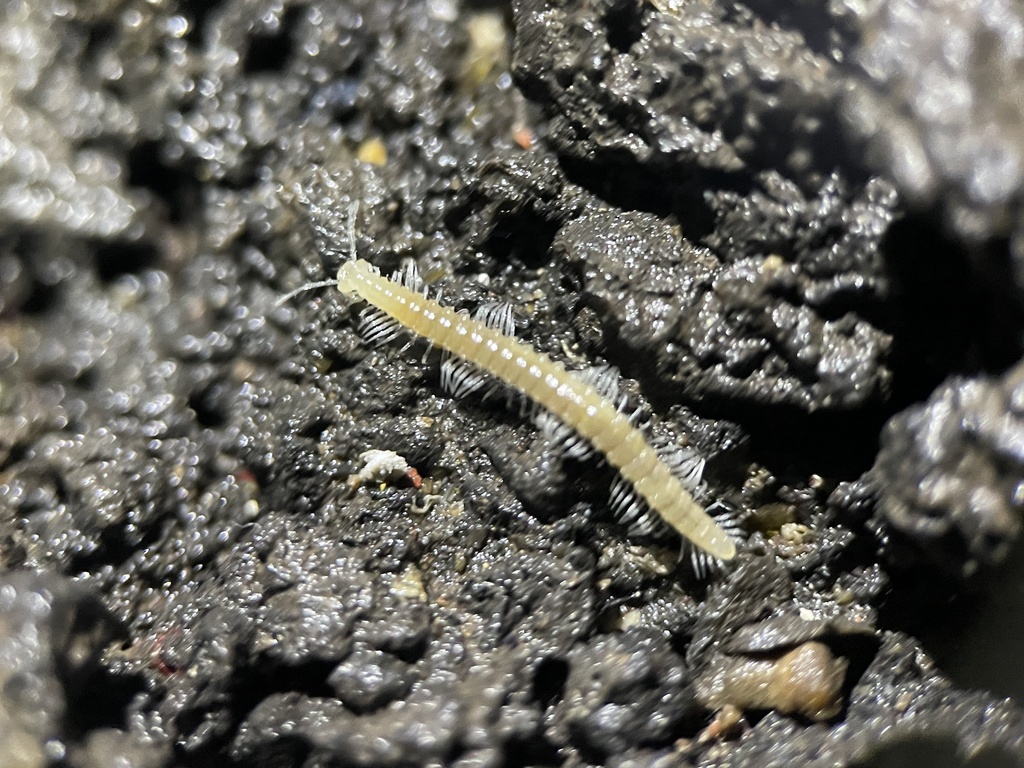 Plumatyla humerosa