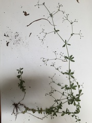 Galium pilosum