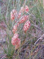 Astragalus ceramicus