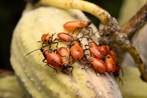 Large Milkweed Bug photographed in Vermont