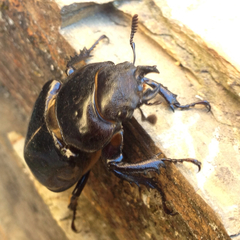 Lucanus barbarossa