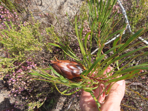Image of Protea pudens by (c) linkie, some rights reserved (CC BY)