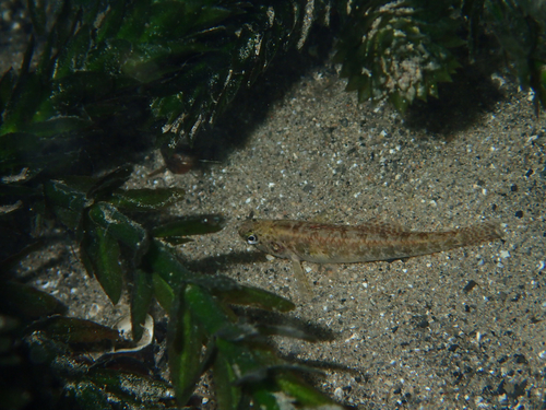 Etheostoma fonticola